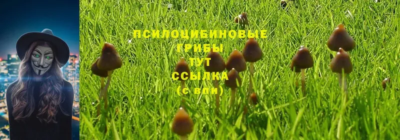 закладки  Кашира  Псилоцибиновые грибы MAGIC MUSHROOMS 