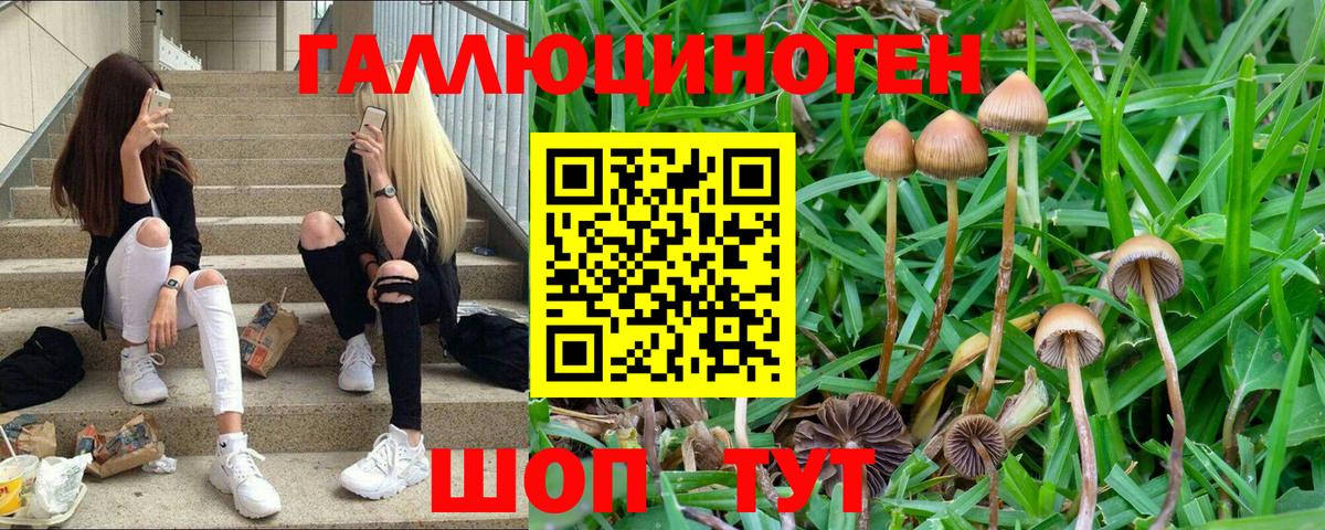 Кашира  Псилоцибиновые грибы мухоморы  Вход с VPN  Псилоцибиновые грибы Psilocybe 